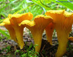 Надежный способ избежать отравления грибами – употреблять выращенные в специальной теплице и купленные в магазине грибы