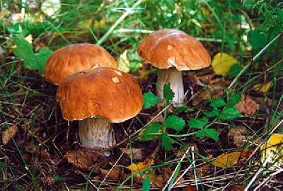 Профилактика отравлений грибами