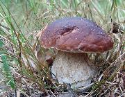 Информация о случаях отравления грибами в области