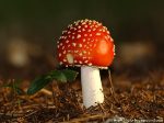 Как не отравиться грибами?