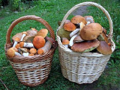 Информация по вопросу профилактики отравления грибами